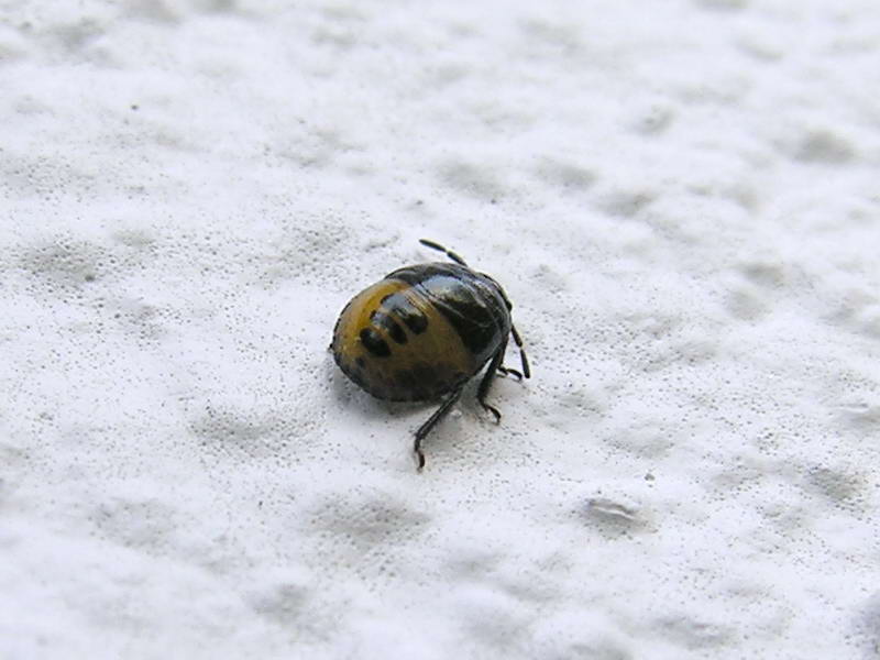 stink bug; DISPLAY FULL IMAGE.