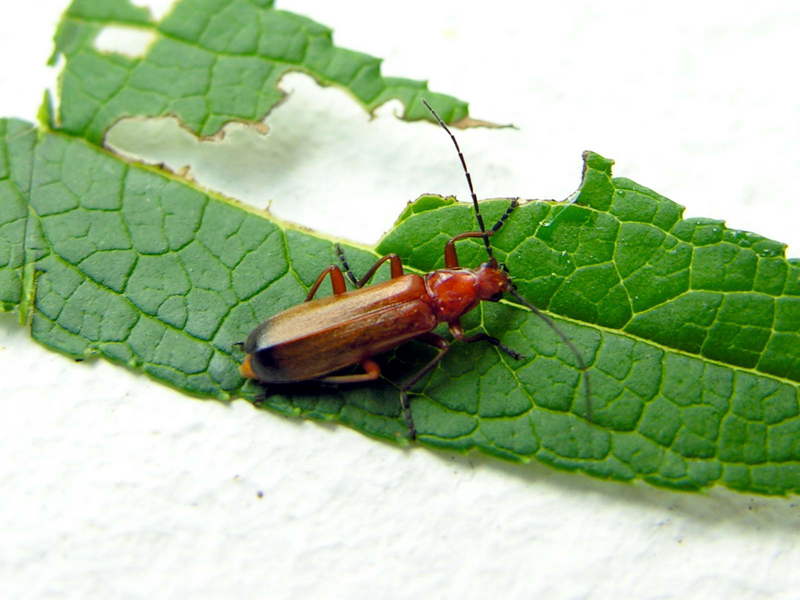 a kind of click beetle; DISPLAY FULL IMAGE.
