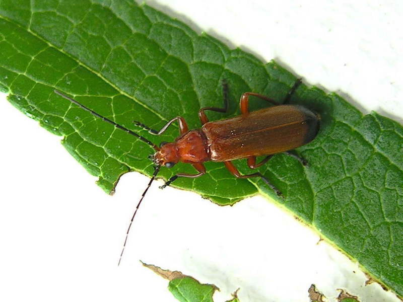 a kind of click beetle; DISPLAY FULL IMAGE.