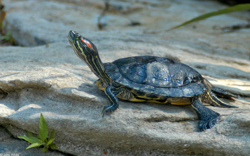 Red-eared Slider (Trachemys scripta elegans); DISPLAY FULL IMAGE.