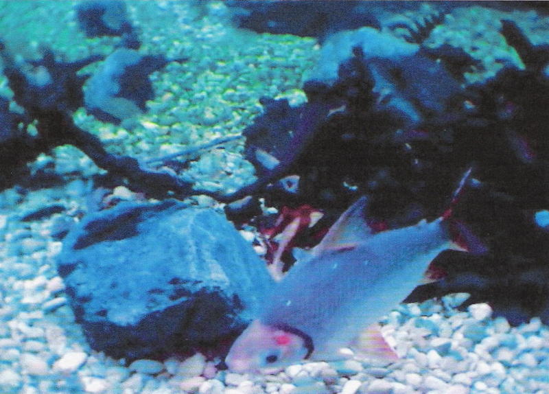 AMAZON RIVER FISH PHOTO 2; DISPLAY FULL IMAGE.