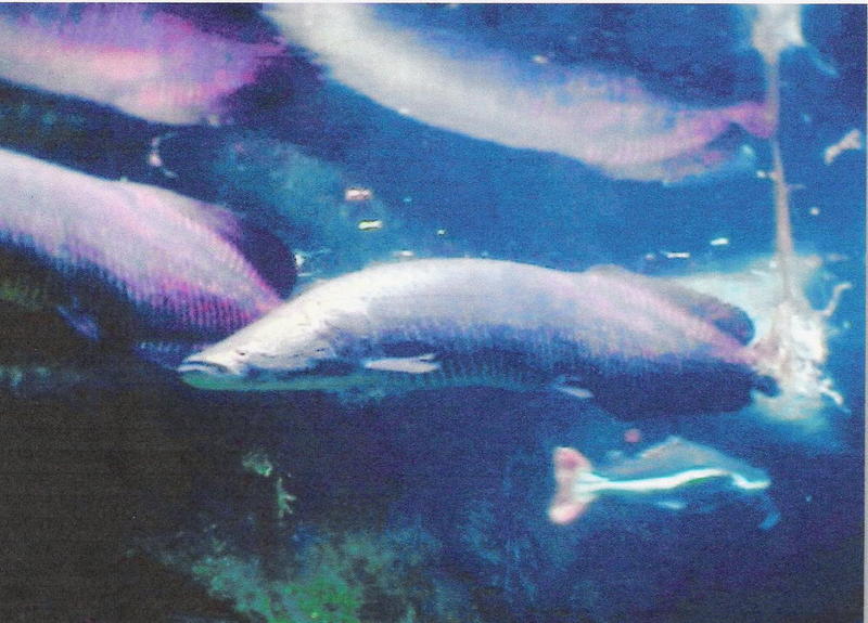 AMAZON RIVER FISH PHOTO 3; DISPLAY FULL IMAGE.