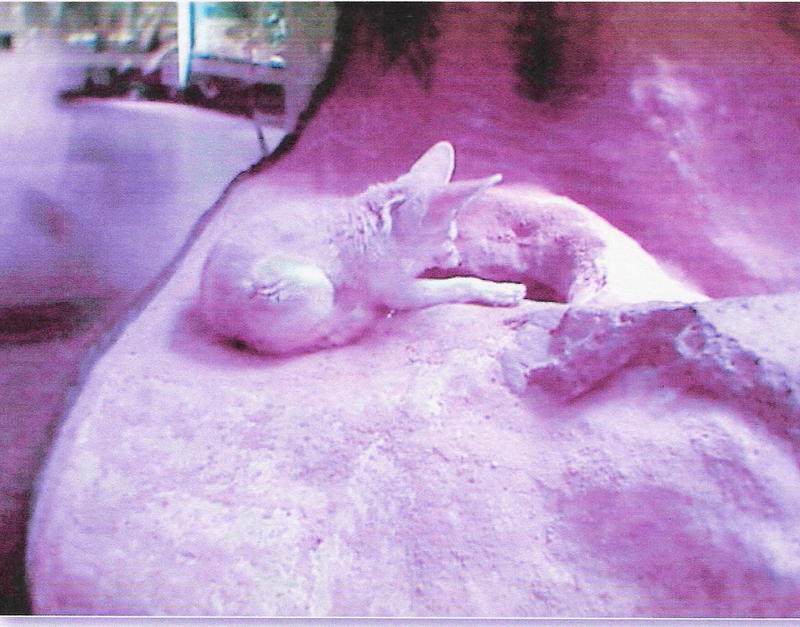 FENNEC FOX; DISPLAY FULL IMAGE.
