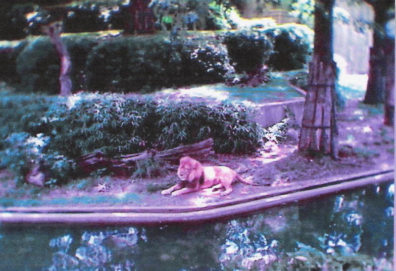 LION; DISPLAY FULL IMAGE.