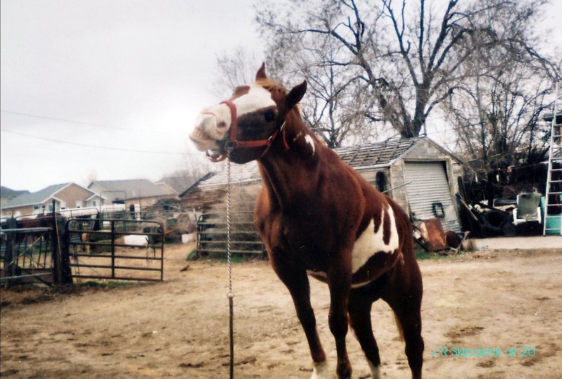 Paint Horse; DISPLAY FULL IMAGE.