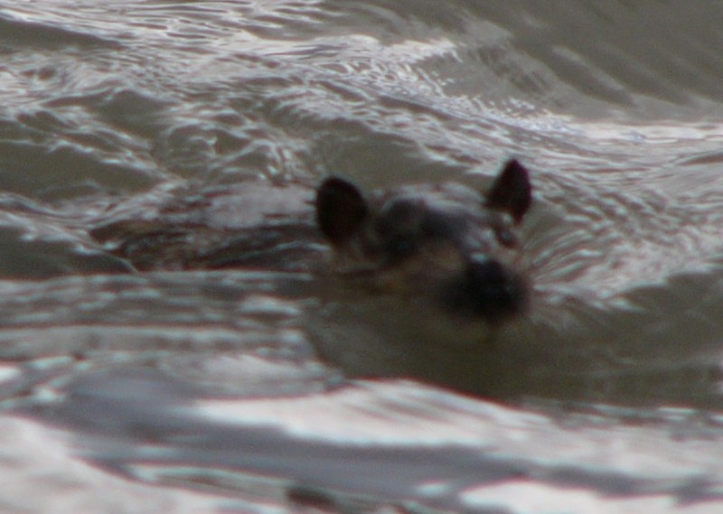 Rat coming...; DISPLAY FULL IMAGE.