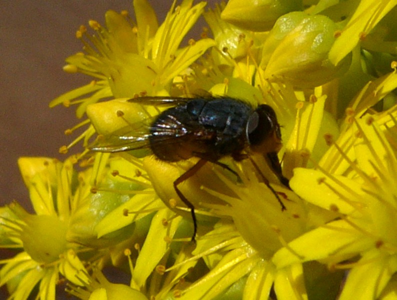 flies do it; DISPLAY FULL IMAGE.