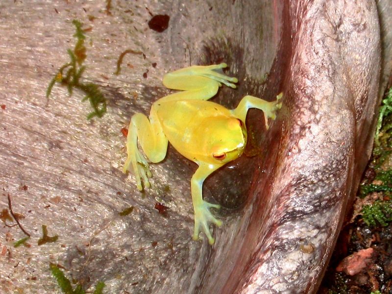 Unidentified tree frog; DISPLAY FULL IMAGE.