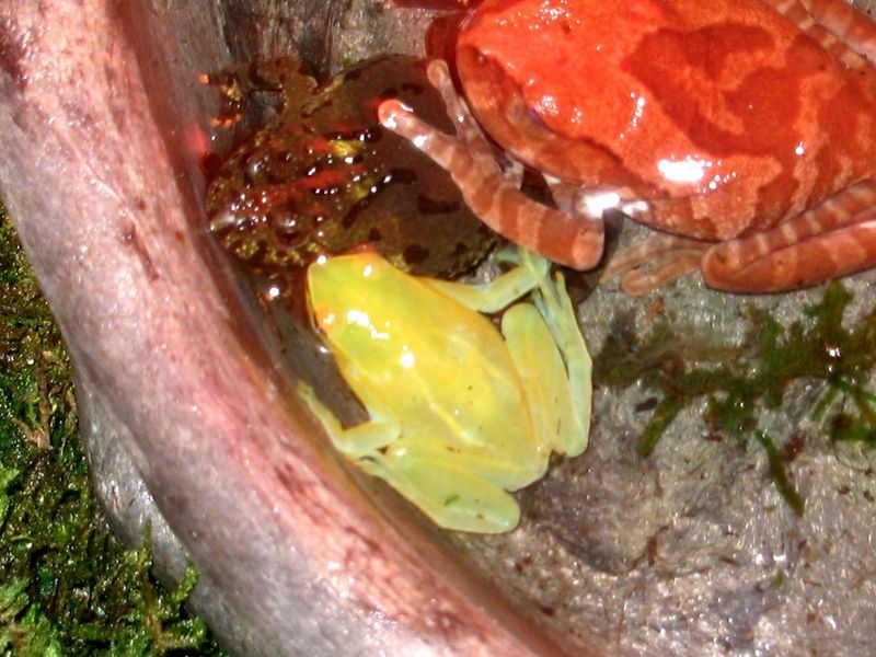 Unidentified tree frog; DISPLAY FULL IMAGE.