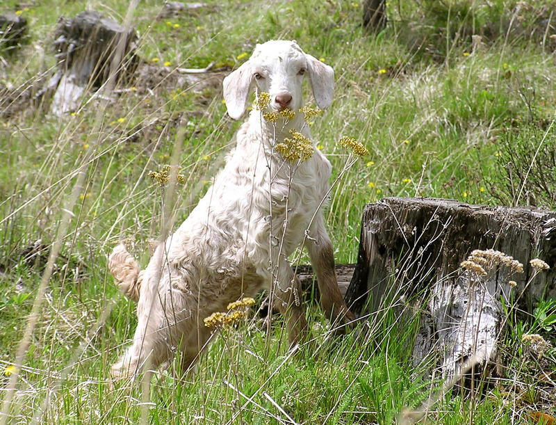 Scott the Goat; DISPLAY FULL IMAGE.