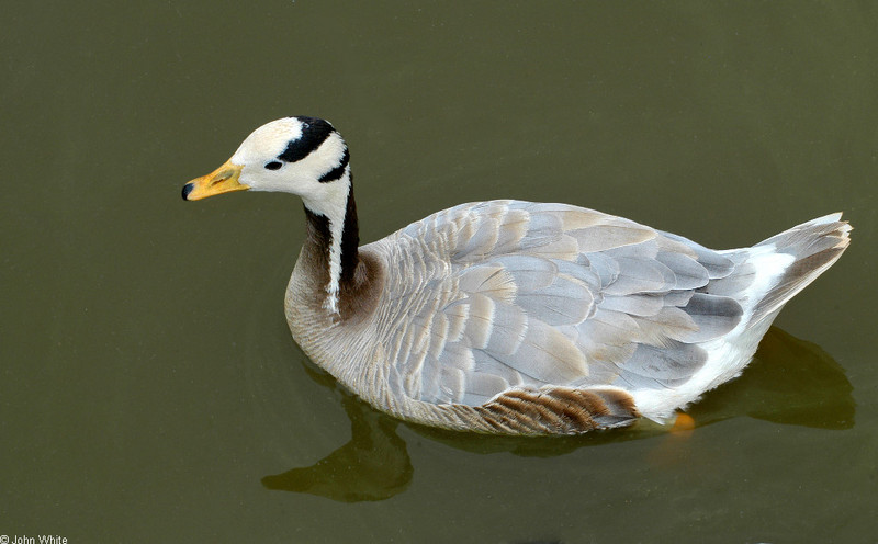 Misc. Critters Bar-Headed Goose (Anser indicus)0002; DISPLAY FULL IMAGE.