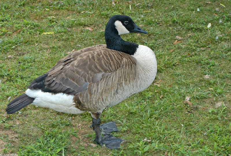 Misc. Critters Canada Goose (Branta canadensis); DISPLAY FULL IMAGE.