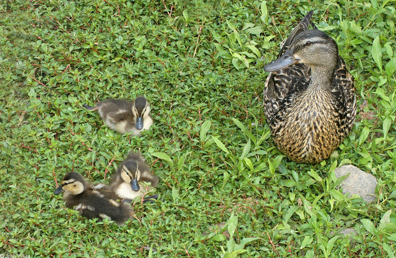 Misc. Critters Mallard (Anas platyrhynchos); DISPLAY FULL IMAGE.
