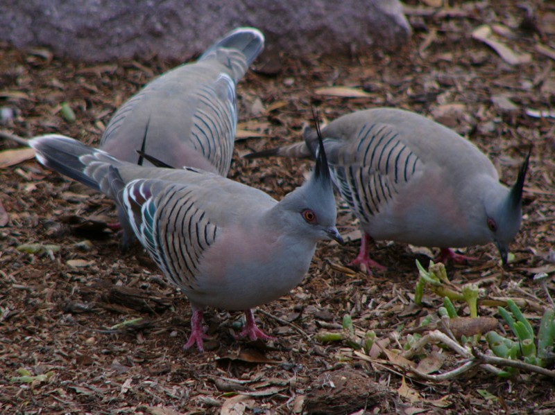 speaking of pigeons 1; DISPLAY FULL IMAGE.