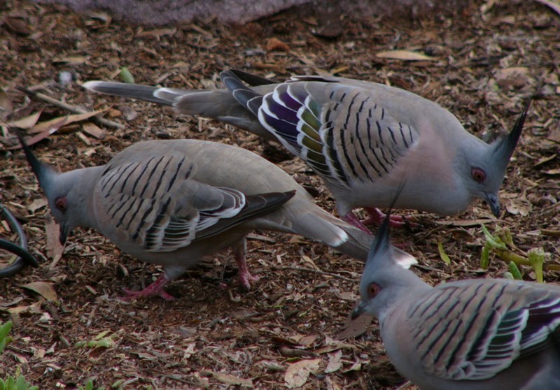 speaking of pigeons 3; DISPLAY FULL IMAGE.