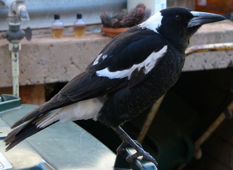 Australian Magpie on bin; DISPLAY FULL IMAGE.