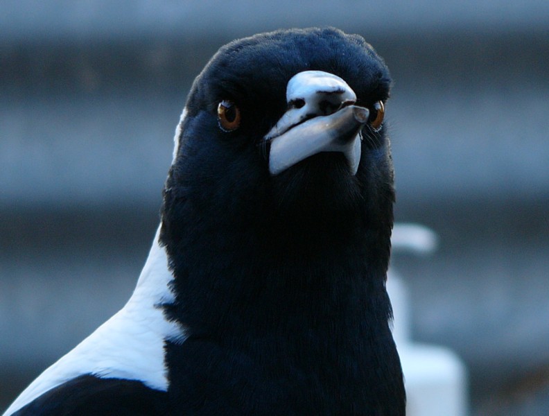 Australian Magpie; DISPLAY FULL IMAGE.