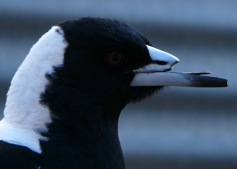 Australian Magpie; DISPLAY FULL IMAGE.