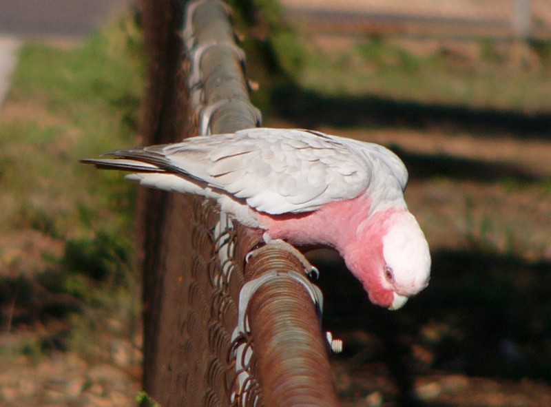 Galahs 2; DISPLAY FULL IMAGE.