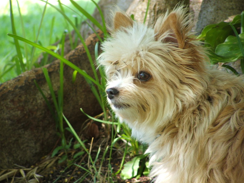 Dogs; DISPLAY FULL IMAGE.