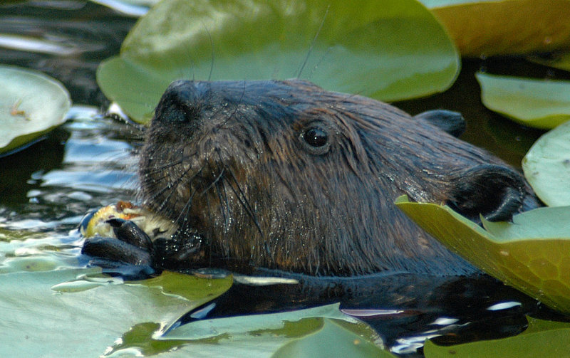 Face-to-Face with a Wet Smelly Beaver; DISPLAY FULL IMAGE.