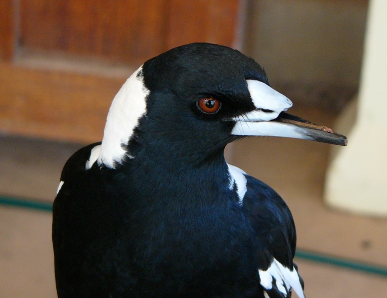 Magpie tongue; DISPLAY FULL IMAGE.