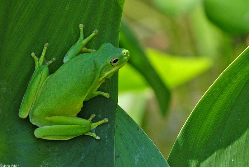 green treefrog 0001; DISPLAY FULL IMAGE.
