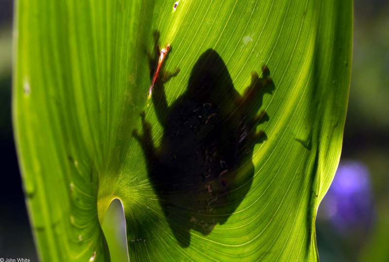 green treefrog 0002; DISPLAY FULL IMAGE.
