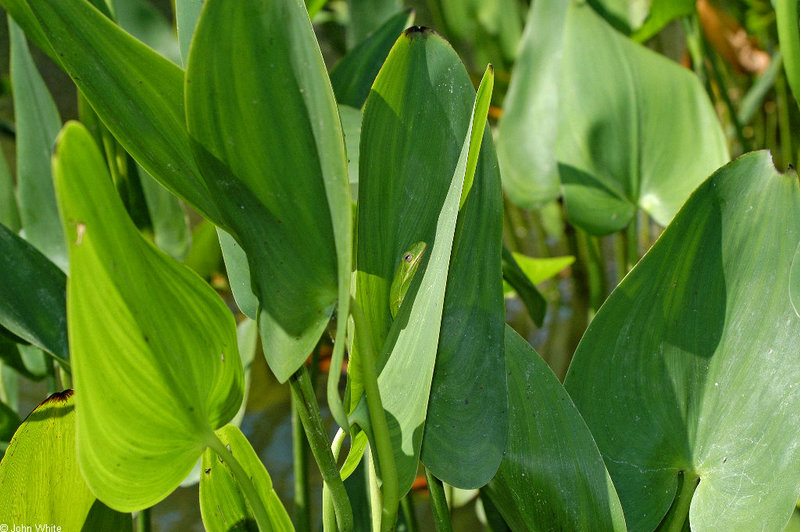 green treefrog 0004; DISPLAY FULL IMAGE.