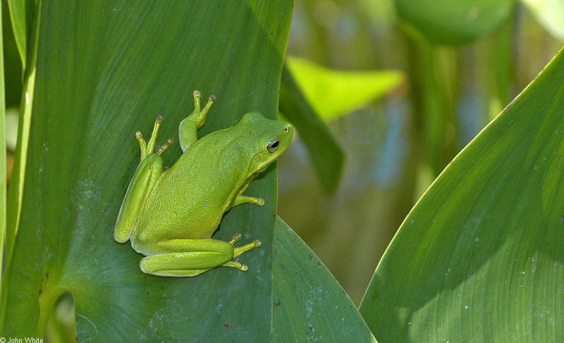 green treefrog 0005; DISPLAY FULL IMAGE.