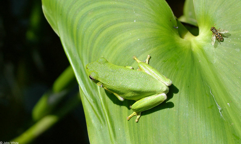 green treefrog 0007; DISPLAY FULL IMAGE.