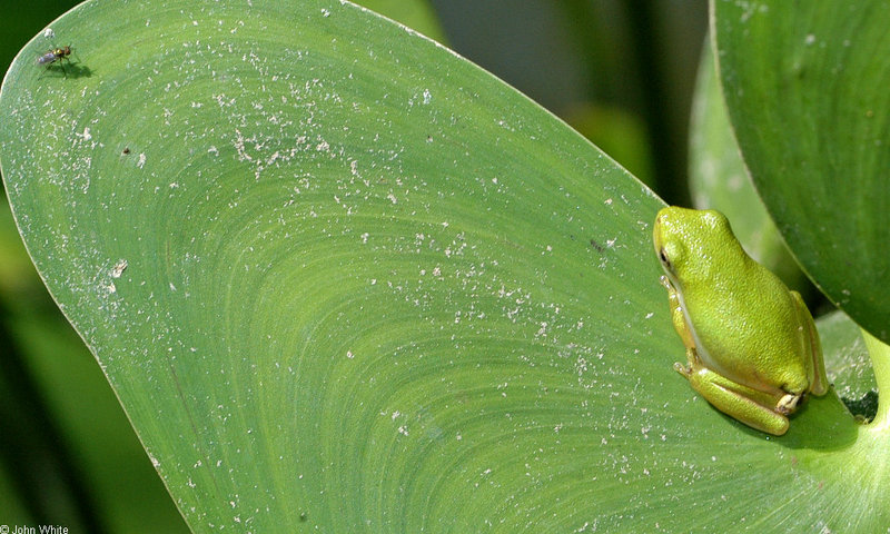 green treefrog 0010; DISPLAY FULL IMAGE.