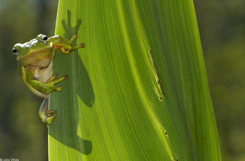green treefrog 0019; DISPLAY FULL IMAGE.