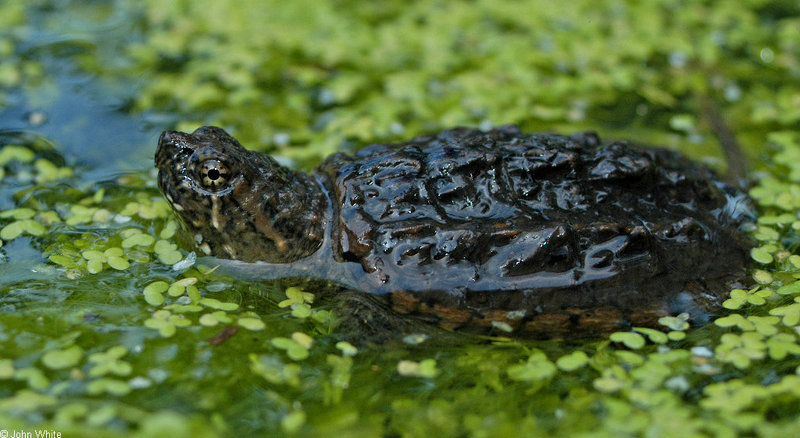 neonate snapping turtle 0001; DISPLAY FULL IMAGE.