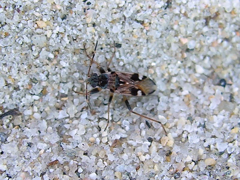 stink bug; DISPLAY FULL IMAGE.