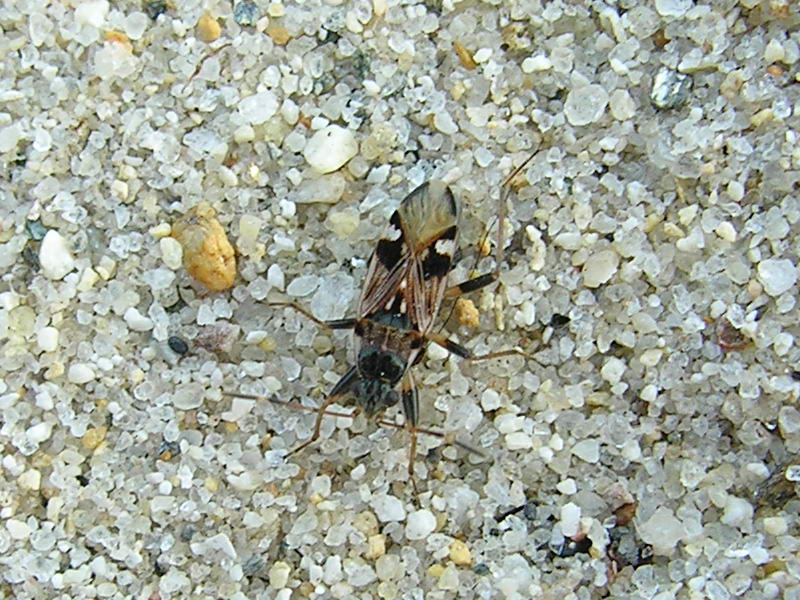 stink bug; DISPLAY FULL IMAGE.