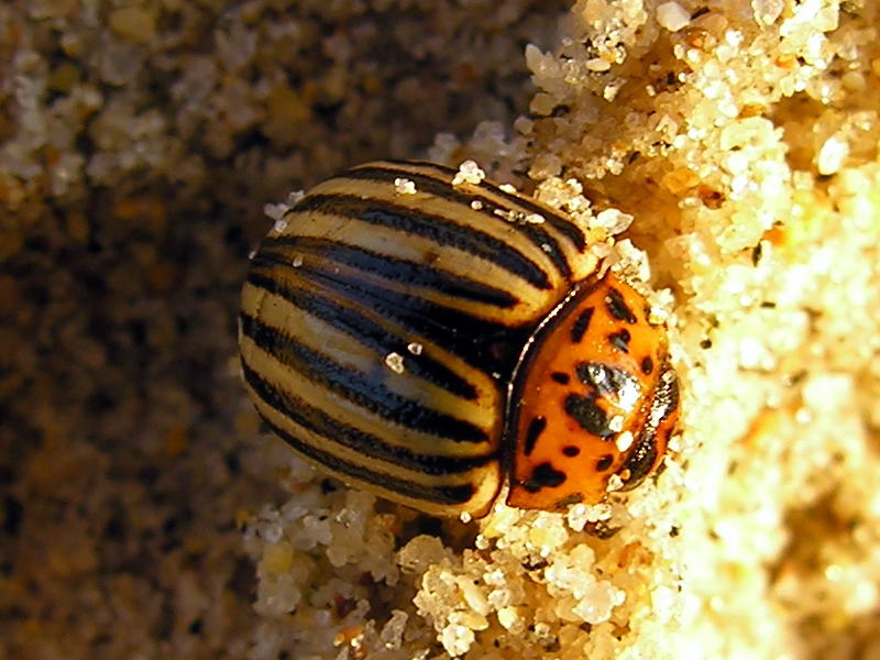 Potato Beatle; DISPLAY FULL IMAGE.