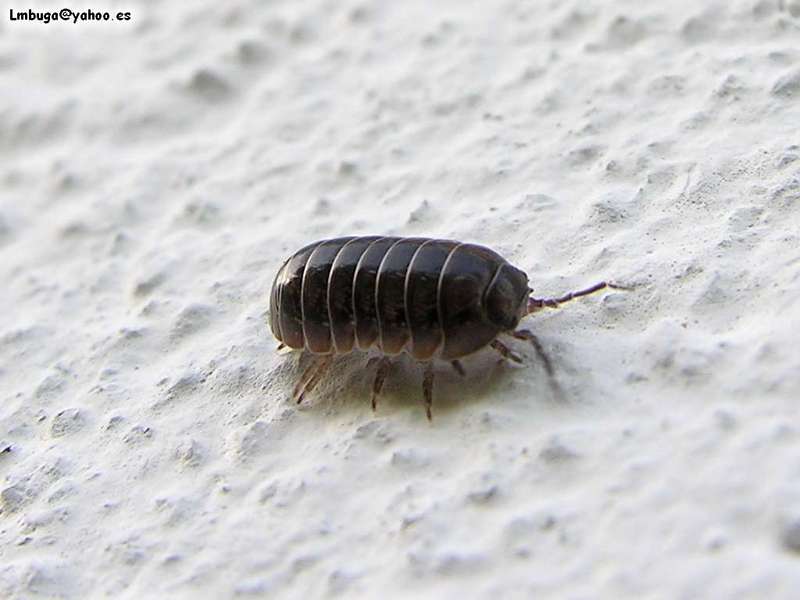 bug, ?; DISPLAY FULL IMAGE.