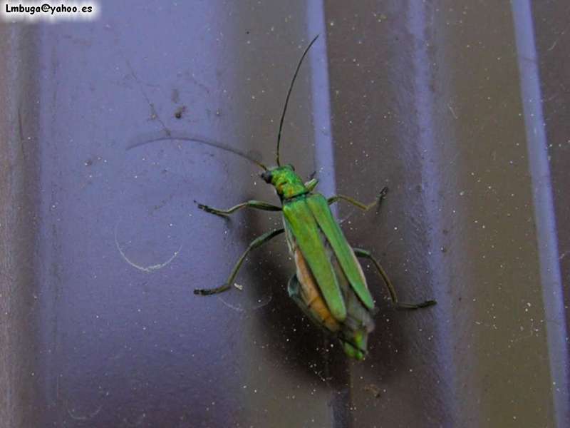 bug, ?; DISPLAY FULL IMAGE.