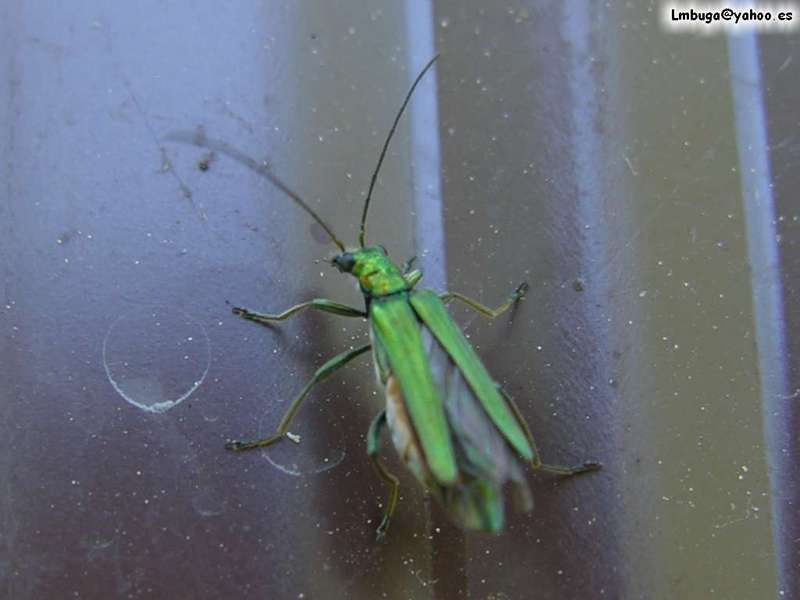 bug, ?; DISPLAY FULL IMAGE.
