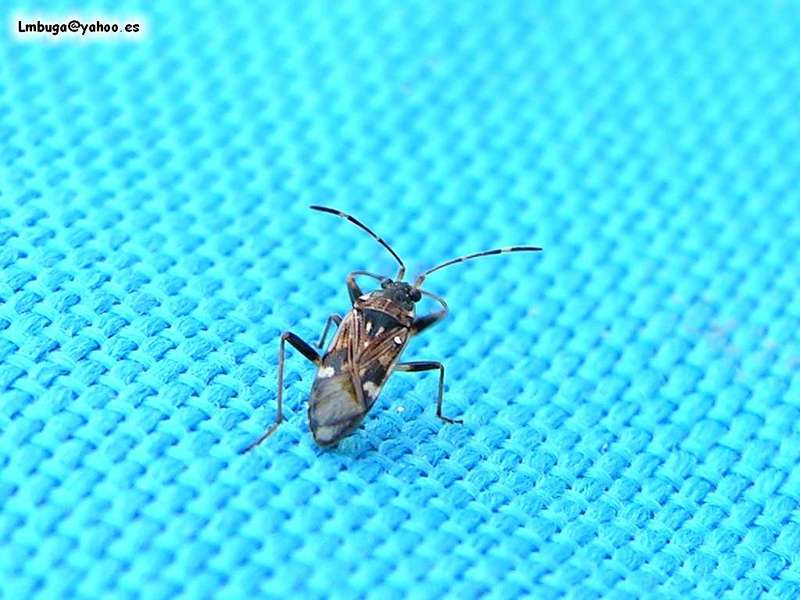 stink bug; DISPLAY FULL IMAGE.