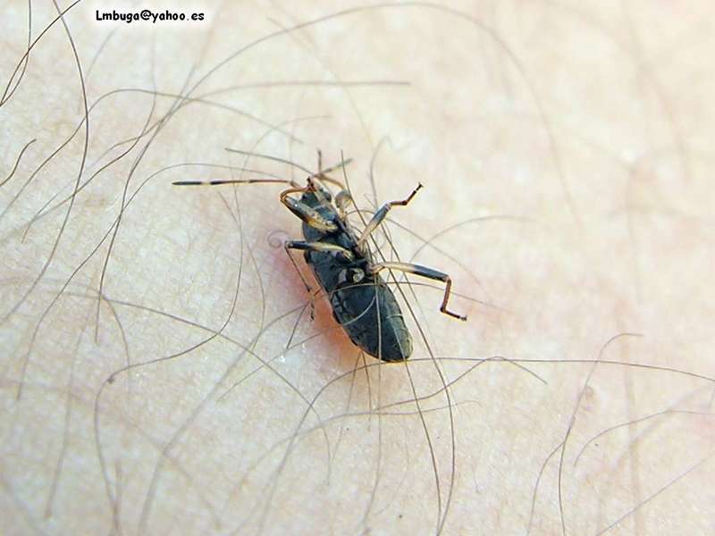 stink bug; DISPLAY FULL IMAGE.