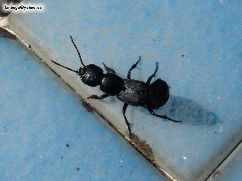 bug, ?; DISPLAY FULL IMAGE.