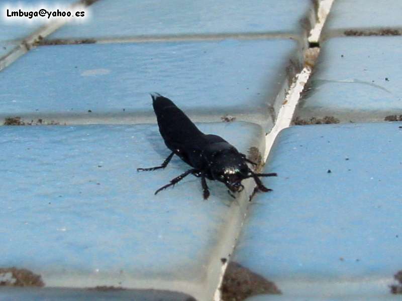 bug, ?; DISPLAY FULL IMAGE.