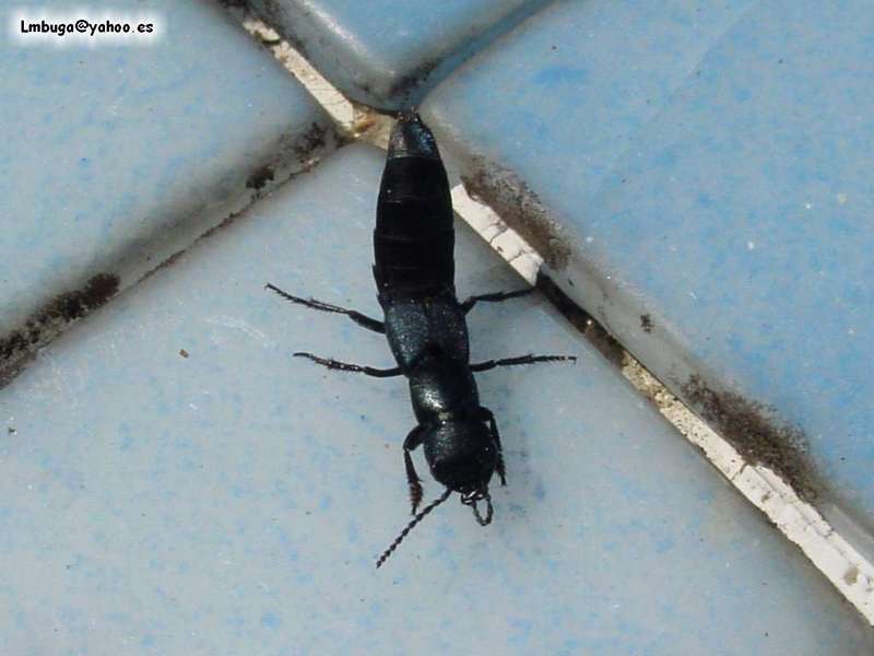 bug, ?; DISPLAY FULL IMAGE.