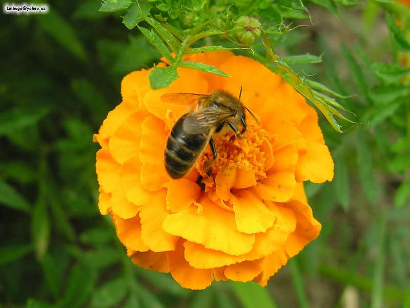 bee; DISPLAY FULL IMAGE.