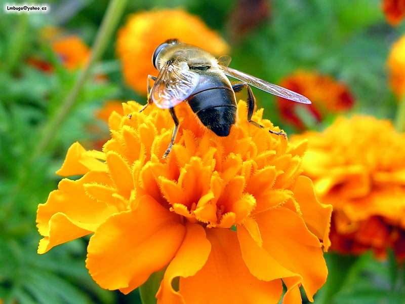 bee; DISPLAY FULL IMAGE.