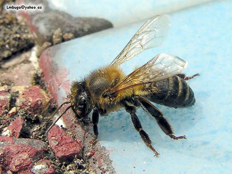 bee; DISPLAY FULL IMAGE.