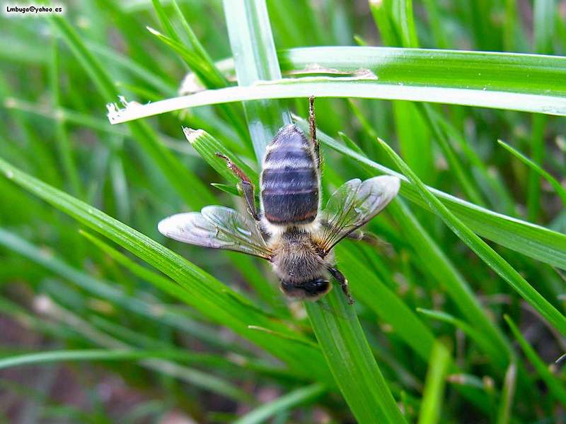 bee; DISPLAY FULL IMAGE.