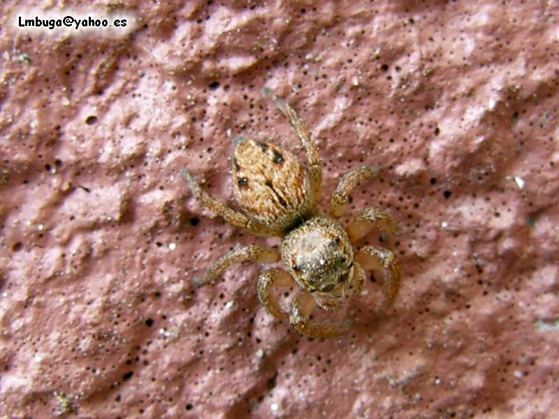 spider; DISPLAY FULL IMAGE.